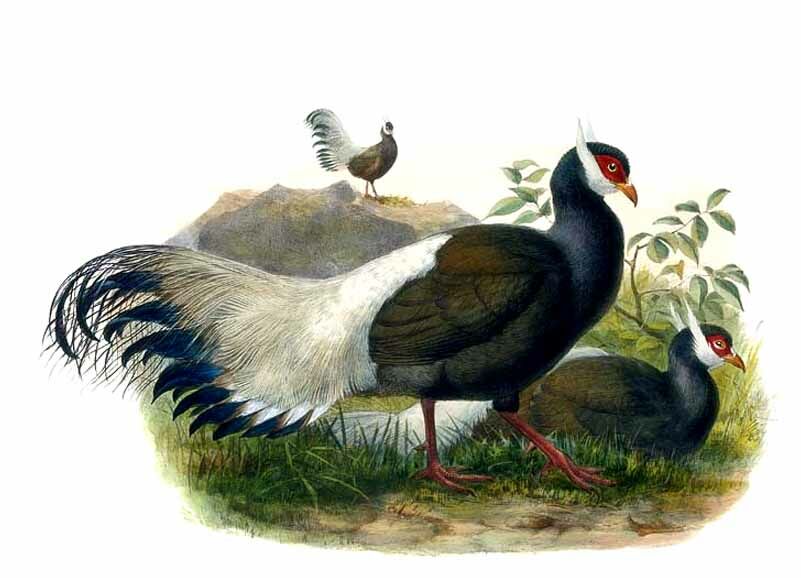 Brown Eared Pheasant