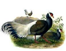 Brown Eared Pheasant