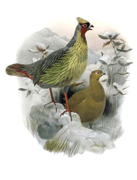 Blood Pheasant