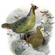 Blood Pheasant