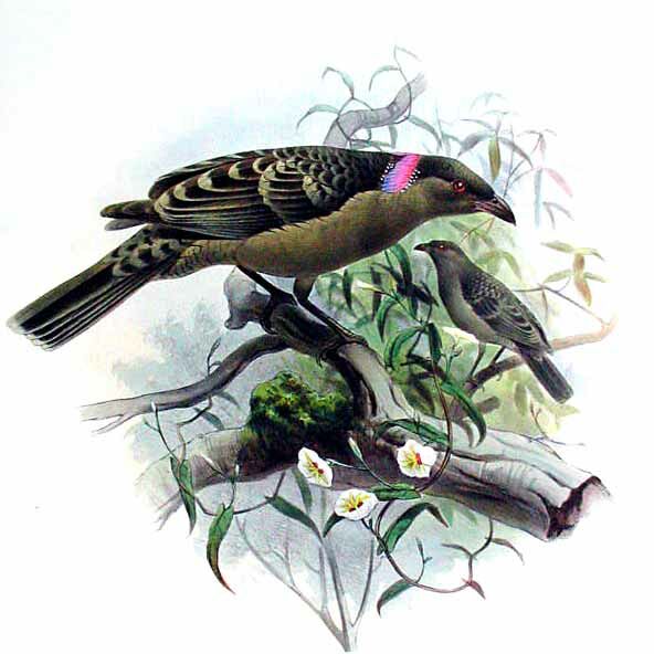 Great Bowerbird