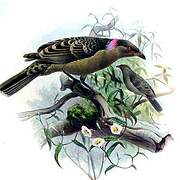 Great Bowerbird