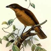 Vogelkop Bowerbird