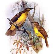 Yellow-breasted Bowerbird