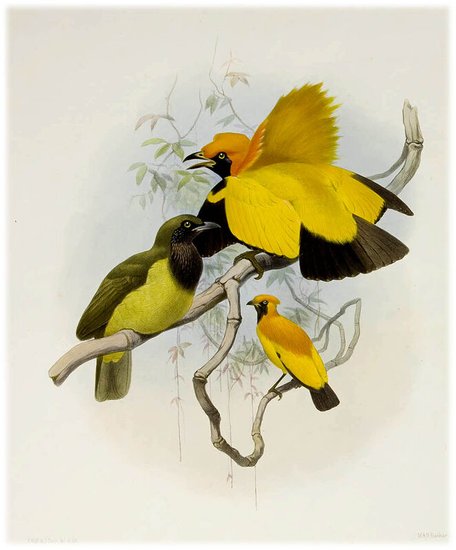 Masked Bowerbird