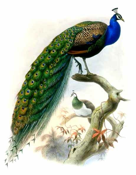 Indian Peafowl