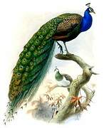 Indian Peafowl