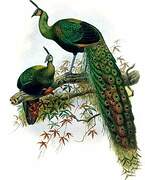 Green Peafowl