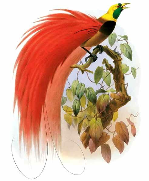 Raggiana Bird-of-paradise