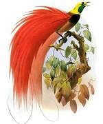 Raggiana Bird-of-paradise