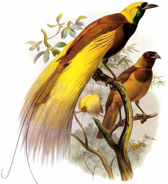 Greater Bird-of-paradise