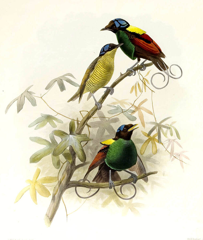 Wilson's Bird-of-paradise