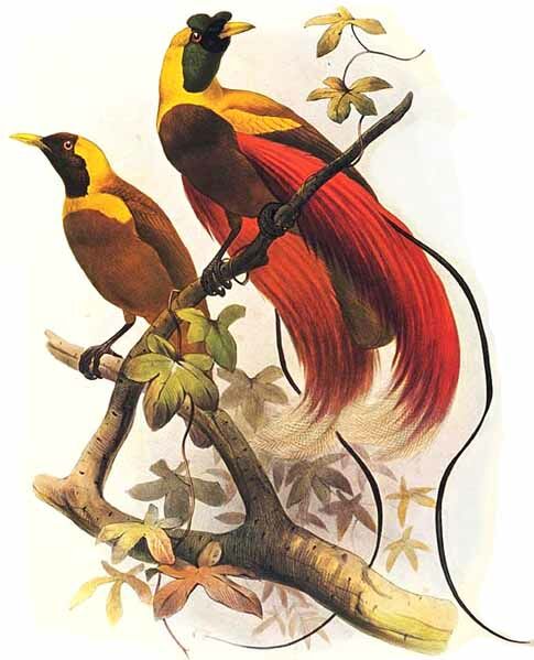 Red Bird-of-paradise