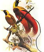 Red Bird-of-paradise