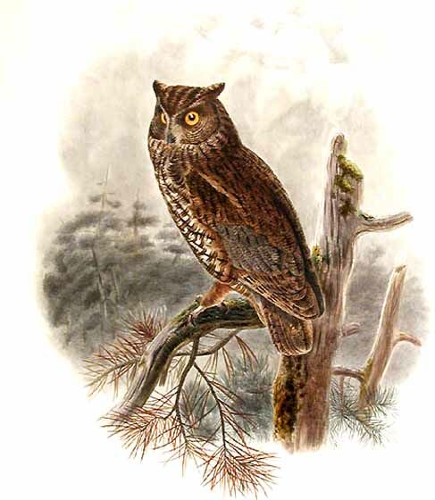 Western Screech Owl