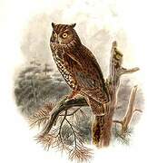 Western Screech Owl