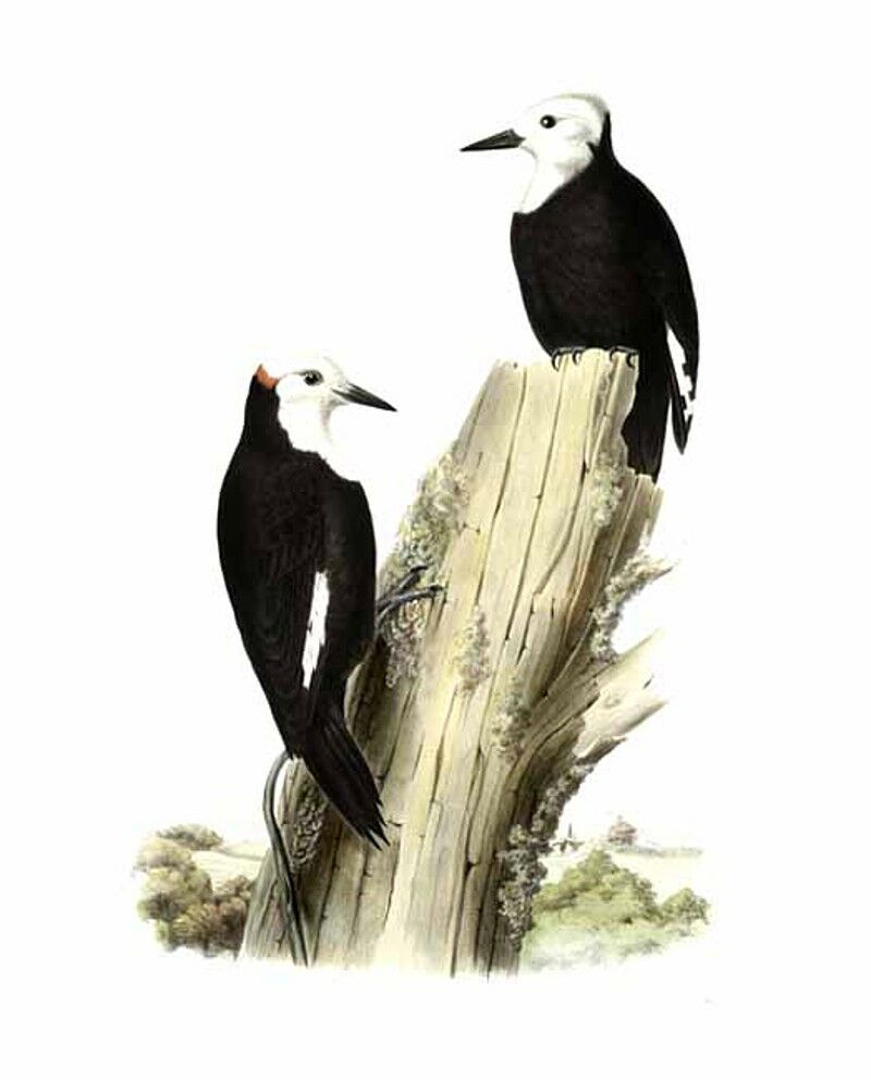 White-headed Woodpecker