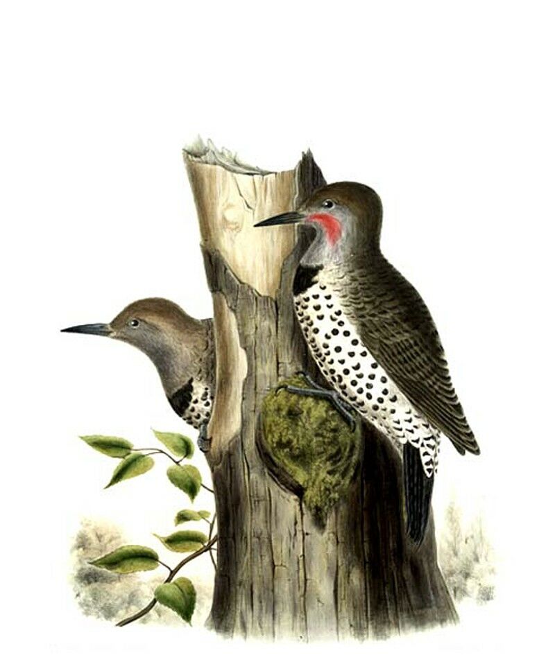 Gilded Flicker