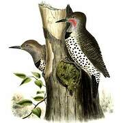 Gilded Flicker