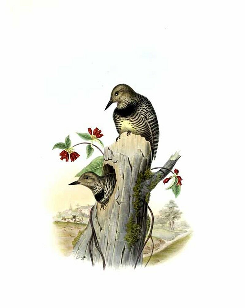 Williamson's Sapsucker