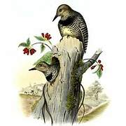 Williamson's Sapsucker