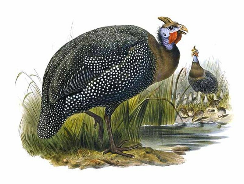 Helmeted Guineafowl