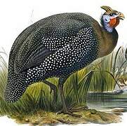 Helmeted Guineafowl