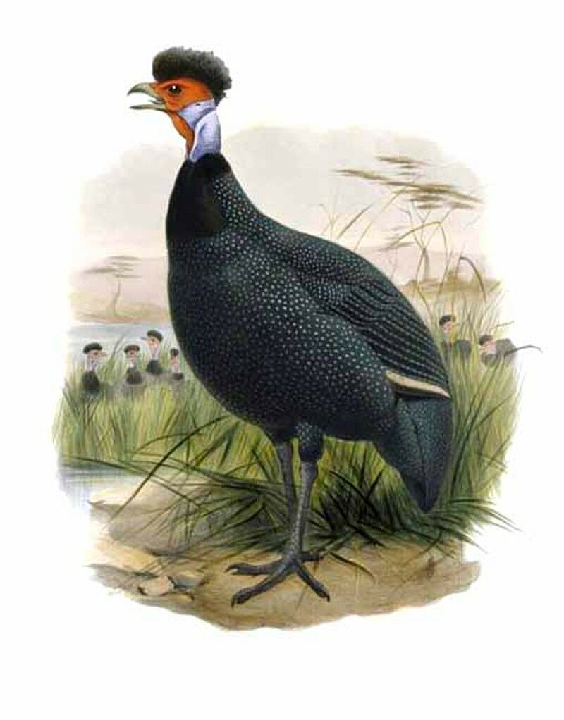 Crested Guineafowl