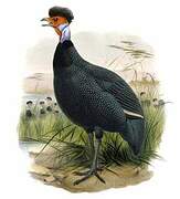 Crested Guineafowl