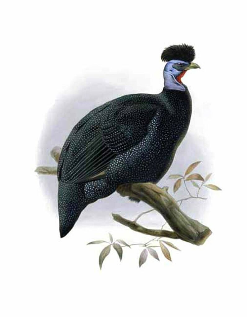 Eastern Crested Guineafowl