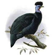 Eastern Crested Guineafowl