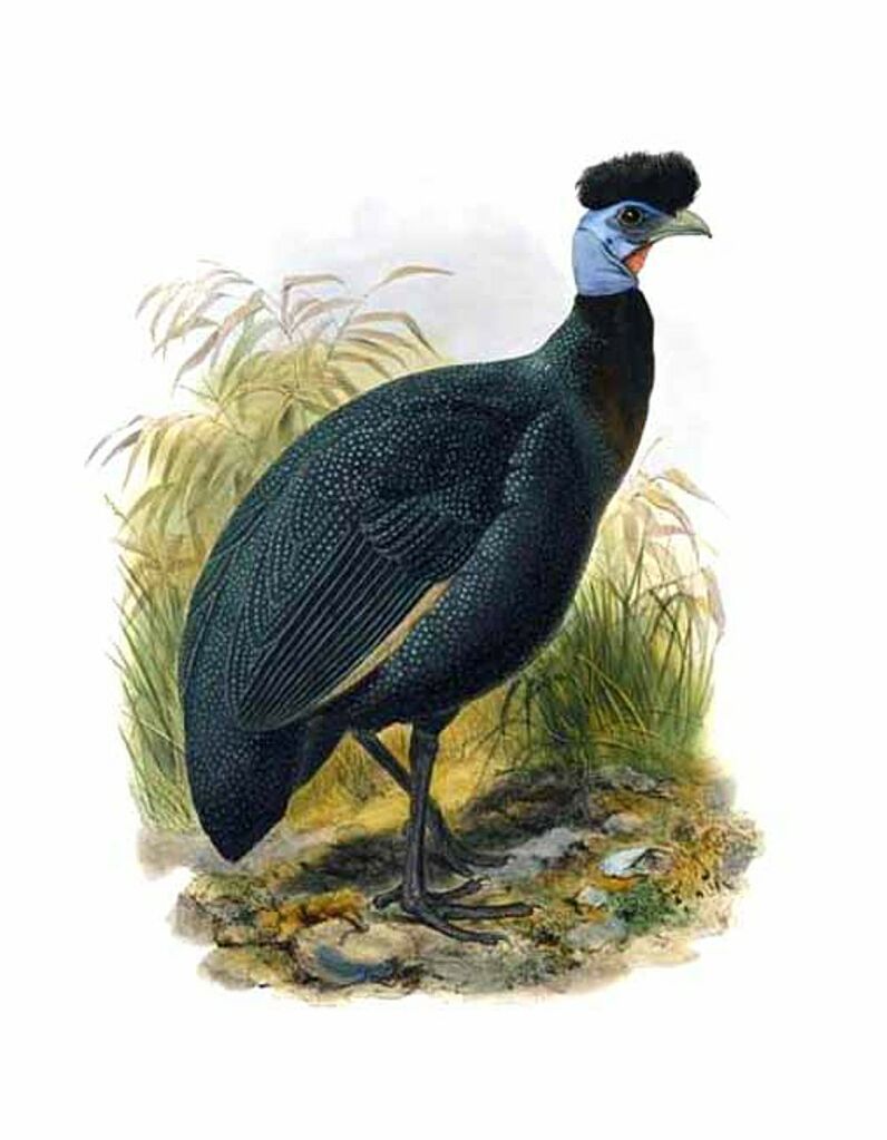 Crested Guineafowl