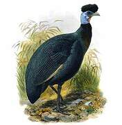 Eastern Crested Guineafowl