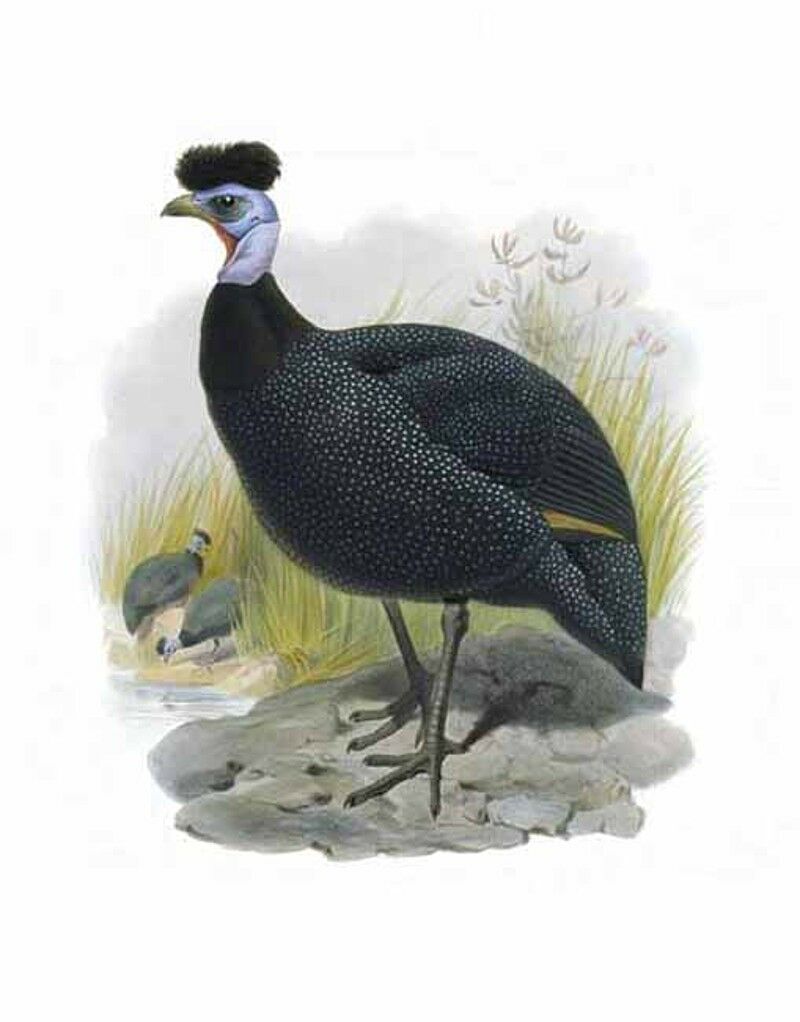 Eastern Crested Guineafowl