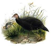 Black Guineafowl