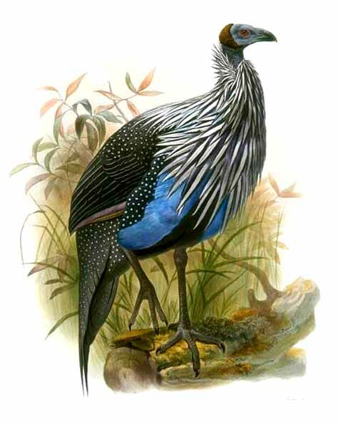 Vulturine Guineafowl