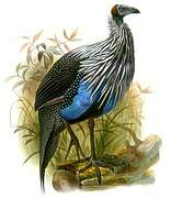 Vulturine Guineafowl