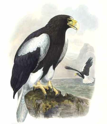 Steller's Sea Eagle