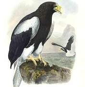 Steller's Sea Eagle