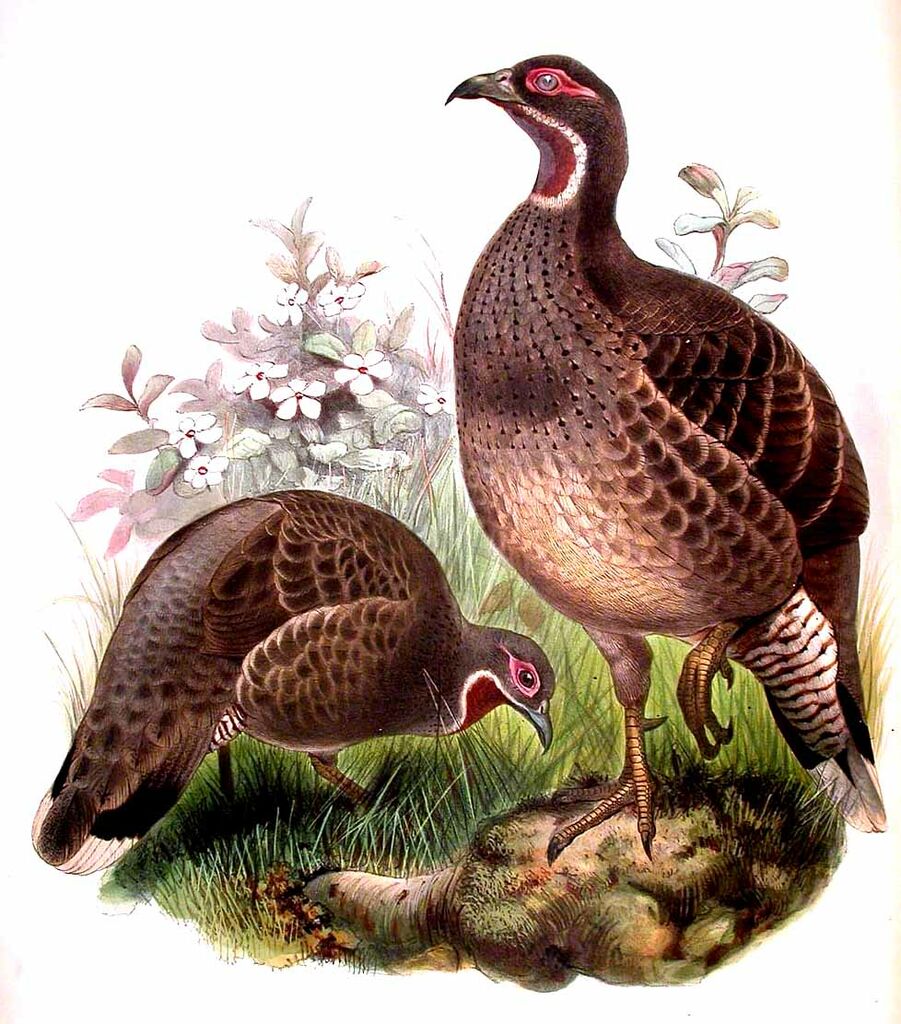 Chestnut-throated Monal-Partridge