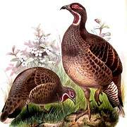 Verreaux's Monal-Partridge