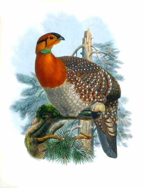 Tragopan de Blyth