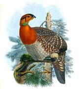 Blyth's Tragopan