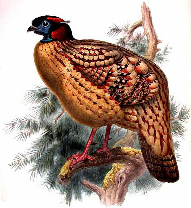 Tragopan de Cabot