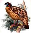 Tragopan de Cabot