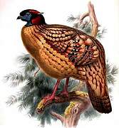 Cabot's Tragopan