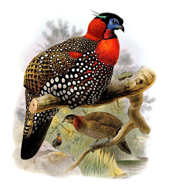 Tragopan de Hastings