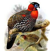 Tragopan de Hastings