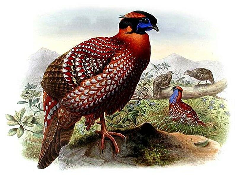 Tragopan de Temminck