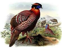 Tragopan de Temminck